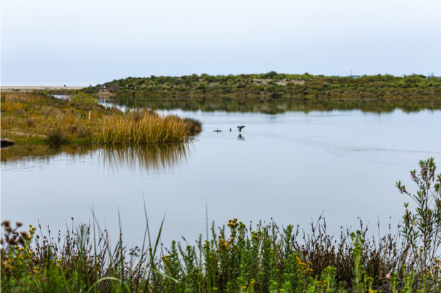 Wetlands