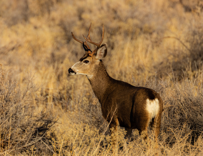 Mule deer conservation