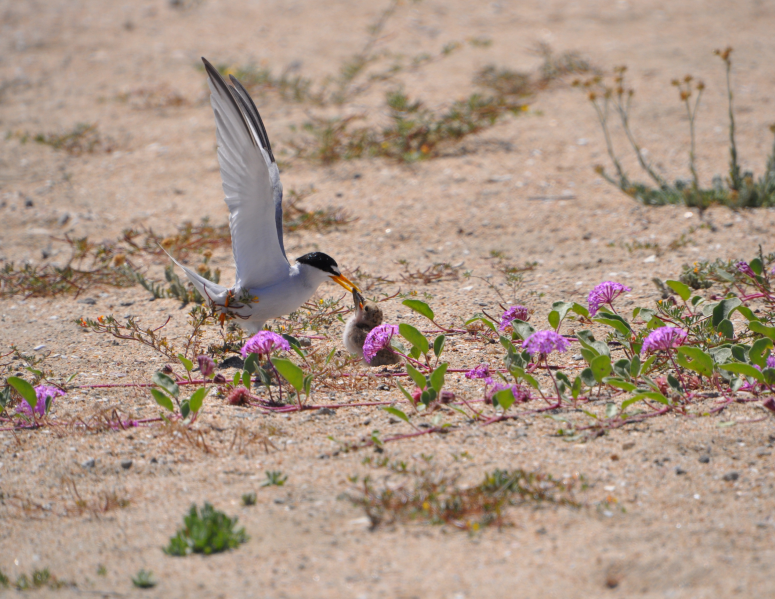 California least tern monitoring