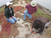researchers testing seabird eggs