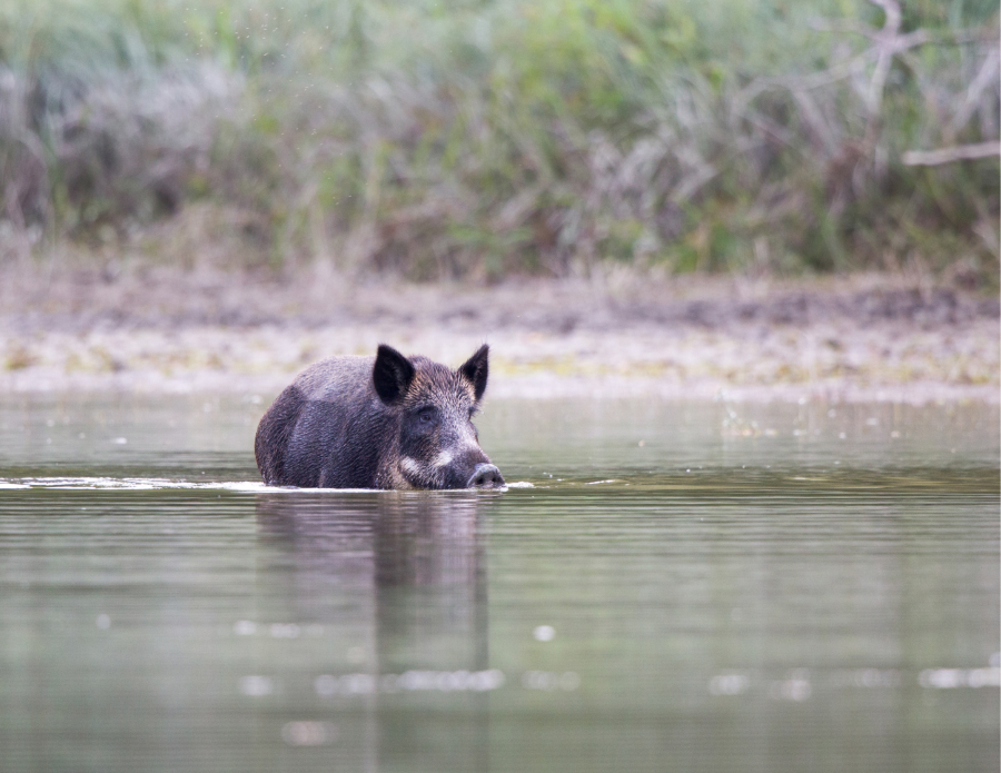 Feral pig monitoring